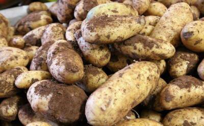 Светлана Протас - Выращивают картофель на одном и том же месте, а урожай не снижается: в чем секрет дачников - sadogorod.club