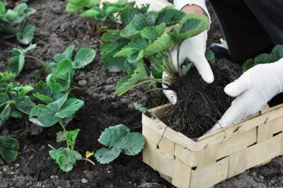 Ваш первый сад: как правильно посадить клубнику весной в открытый грунт - sadogorod.club
