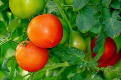 Игорь Зур - Вообще исчезнет весь урожай томатов с огорода, если одно растение посадить рядом - sadogorod.club