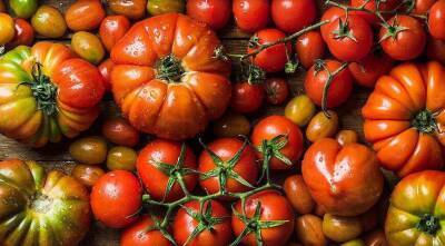 Выращивание томатов по Лунному календарю овощевода-дачника в 2022 году - sadogorod.club