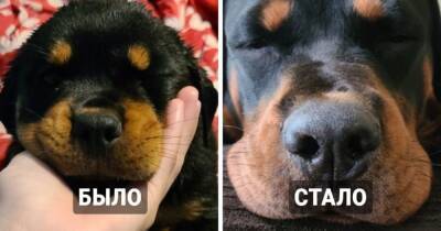 18 фотографий до и после того, как милые щеночки превратились в шикарных собачищ - mur.tv