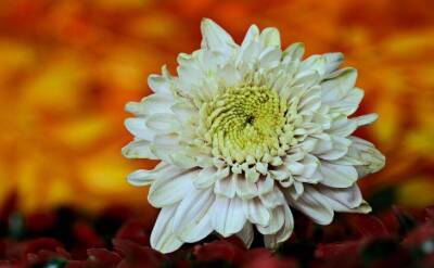 Светлана Протас - Как размножить хризантему и получить много красивых цветов: малоизвестный способ - sadogorod.club