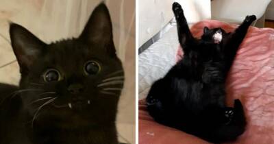 18 фотографий чёрных котов — милых, крутых, забавных и приносящих в дом только радость - mur.tv