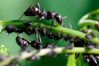 Три лучших метода, чтобы избавиться от муравьев в теплице - sadogorod.club
