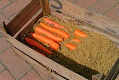 Как посеять морковь и собрать богатый урожай - sadogorod.club
