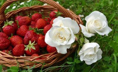 Ольга Котова - Опрыскайте этим раствором клубнику в мае и ягод станете собирать в 2 раза больше - sadogorod.club