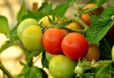 Елен Гутыро - Кладите всегда это в каждую лунку при посадке томатов, чтобы они не болели и дали хороший урожай - sadogorod.club
