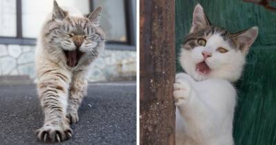 20 снимков уличных котов от японского фотографа, который как никто умеет запечатлевать харизму этих бродяг - mur.tv