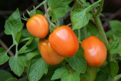 Кладите всегда это в лунку, чтобы помидоры не болели и дали хороший урожай - sadogorod.club