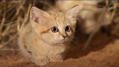 Котята барханной кошки - porosenka.net - Марокко