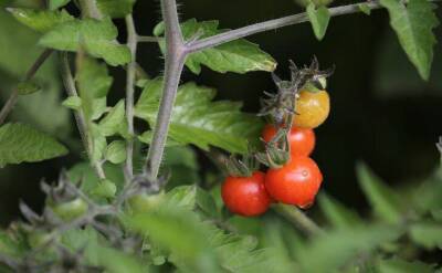Ольга Котова - Полностью исчезнет урожай помидоров, если эти растения рядом посадите на огороде - sadogorod.club
