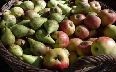 Светлана Протас - Подкормите так яблони и груши в апреле и соберёте в 2 раза больше фруктов - sadogorod.club