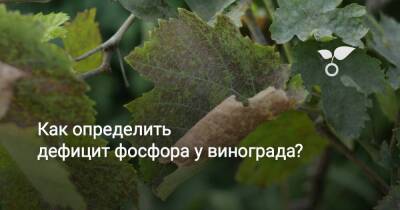 Как определить дефицит фосфора у винограда? - sadogorod.club - Виноград