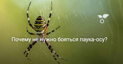 Почему не нужно бояться паука-осу? - sadogorod.club