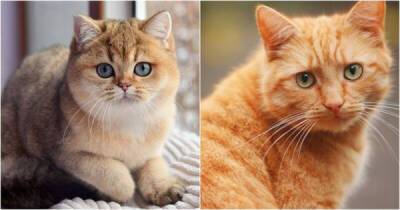 Отличие золотого кота от рыжего - porosenka.net