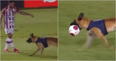 Полицейский пёс спёр мяч во время футбольного матча️ - porosenka.net - Бразилия