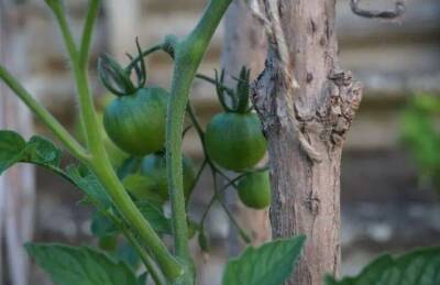 Елен Гутыро - Что посадить рядом с томатами, чтобы не волноваться за будущий урожай: дачникам пригодится - sadogorod.club