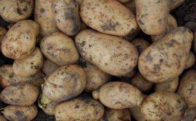 Светлана Протас - Будет богатый урожай картофеля, если положите в каждую лунку этот секретный ингредиент - sadogorod.club