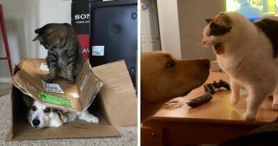 16 случаев, когда самодовольные коты показали собакам, кто в доме хозяин - mur.tv