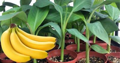 Секреты выращивания бананов - sadogorod.club