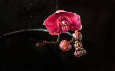 Светлана Протас - 3 коварные ошибки, из-за которых орхидеи не цветут шапками круглый год - sadogorod.club