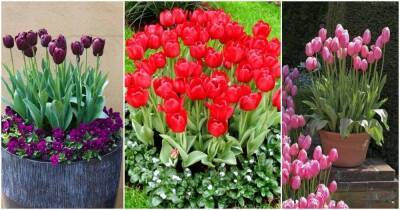 Тюльпаны — великолепное украшение весеннего сада: самые красивые идеи клумб - lifehelper.one