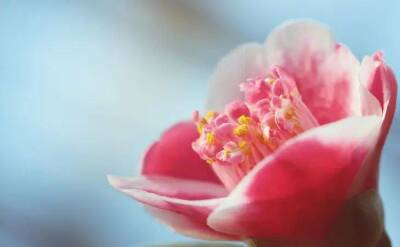 Елен Гутыро - 3 цветка, которые приносят в дом любовь: спешите обзавестись - lifehelper.one
