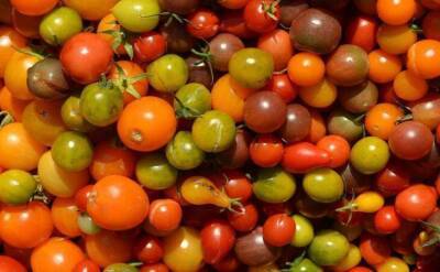 Светлана Протас - Что посадить рядом с томатами, чтобы снять щедрый урожай: дачная хитрость - sadogorod.club