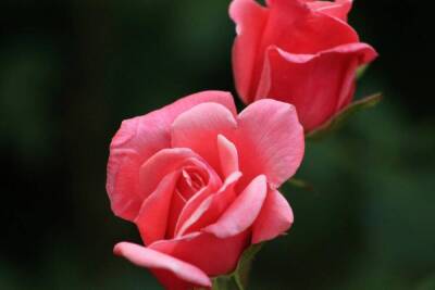Как выращивать домашнюю розу? - lifehelper.one
