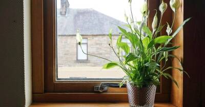 Зеленая бригада: 9 лучших растений для каждой комнаты (и еще три для балкона) - lifehelper.one
