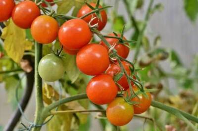 Что нельзя делать во время посева томатов на рассаду: не каждый огородник знает - sadogorod.club