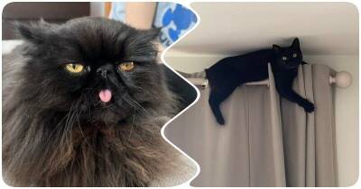 15 примеров того, что черные коты в доме – на самом деле к счастью - mur.tv
