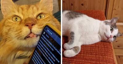 17 примеров, когда у котов сбились системные настройки и хотелось обратиться в кошачью техподдержку - mur.tv