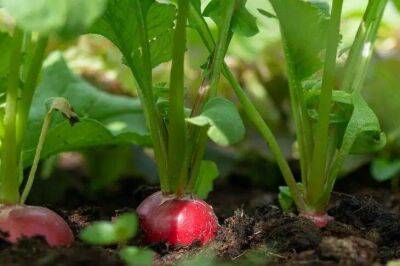 Елен Гутыро - 4 сорта редиса с легким уходом для вкусного и раннего урожая, которые стоит посадить на даче - sadogorod.club