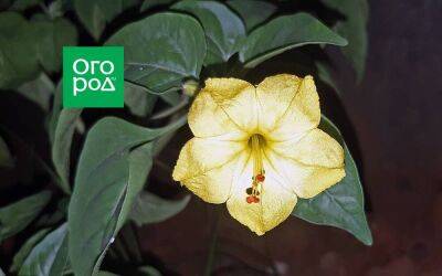 Как вырастить ночную красавицу (мирабилис): от посева до сбора семян - sadogorod.club - Мексика