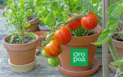 Горшечные томаты для балкона и подоконника – сорта, фото, описание - sadogorod.club