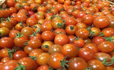 Светлана Протас - Подкормки, от которых зависит вкус и аромат томатов: советы дачникам к началу дачного сезона - sadogorod.club