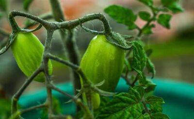 Светлана Протас - Что делать, если листья томатов скручиваются лодочкой: как помочь растениям на грядке - sadogorod.club