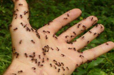 Игорь Зур - 2 совета, как не пустить муравьев в теплицу: проверено дачниками - lifehelper.one