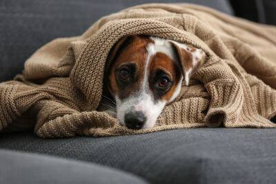 Is CBD is the answer for our anxious pets? - ladyspages.com