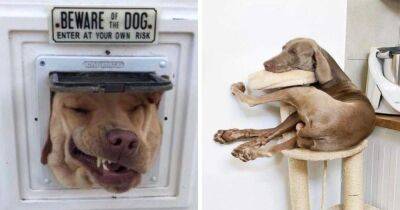 19 фотографий смешных собак, который выглядят полнейшими дуралеями - mur.tv