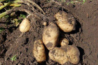 Ольга Котова - Система посадки картофеля, которая помогает собрать до 50 ведер урожая с сотки - sadogorod.club