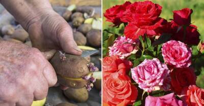 Продвинутые дачники знают, что для пышного цветения роз нужно воспользоваться картошкой во время посадки - lifehelper.one