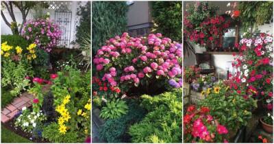 Удивительные идеи с яркими цветами, которые преобразят сад - cpykami.ru