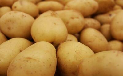 Светлана Протас - На какую глубину сажать картофель, чтобы получить богатый урожай: досадные ошибки огородников - sadogorod.club