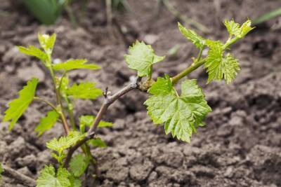 Как посадить виноград весной: инструкция для начинающих - sadogorod.club - Виноград