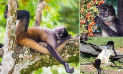 Ученые доказали, что обезьяны тоже любят выпить - porosenka.net - Панама - Республика Панама