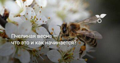 Пчелиная весна — что это и как начинается? - sadogorod.club