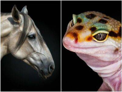 Фотограф делает удивительные портреты диких животных - mur.tv
