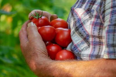 5 ошибок в уходе за помидорами после высадки в теплицу: о хорошем урожае можно забыть - sadogorod.club